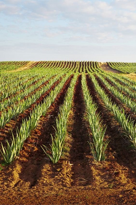 Полиња алое вера / алое вера барбаденсис милер